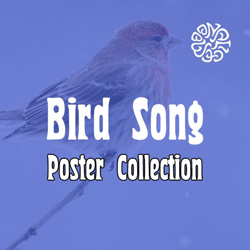 Bird Song Poster Collection